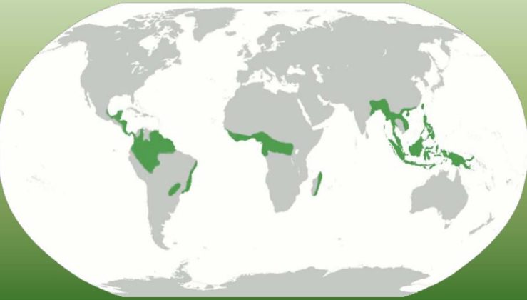 Selva Tipos fauna flora y sus características OVACEN