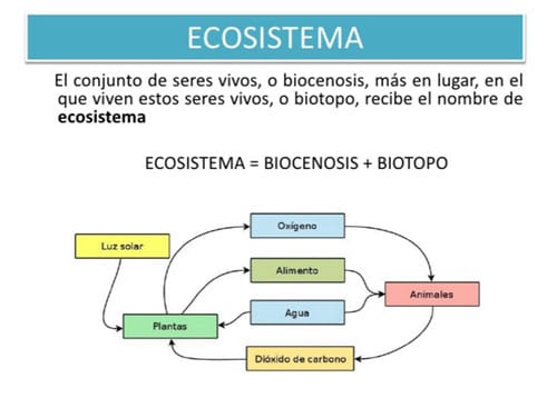 relación de biocenosis biotopo