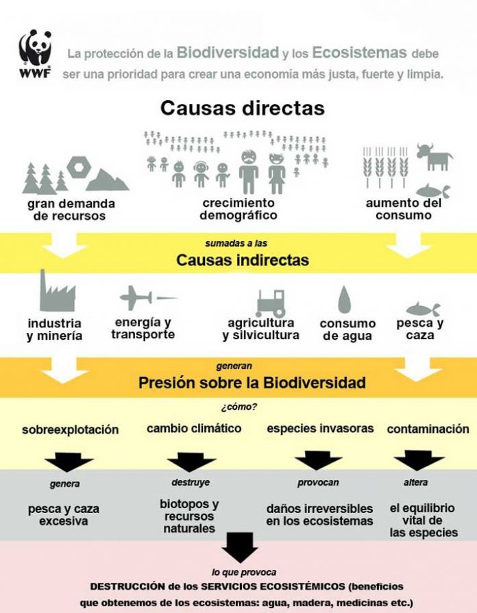 Biodiversidad Qué Es Claves Y Su Importancia En La Tierra Ovacen 4024