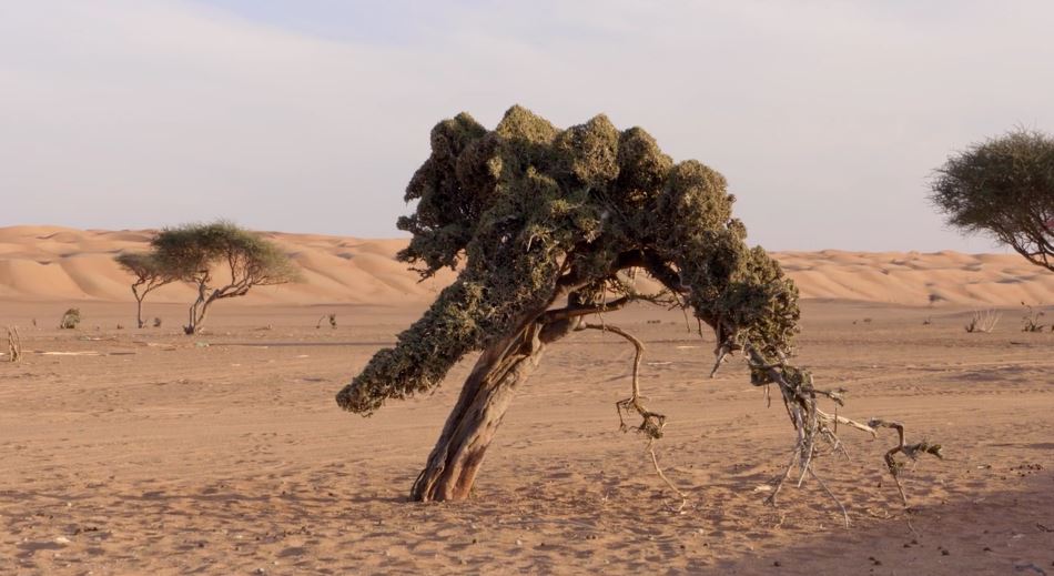 Desierto; Clima, flora, fauna y características | OVACEN