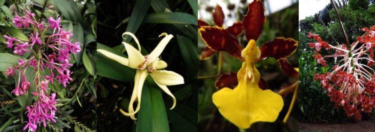 Las Plantas En La Selva Tropical Y Su Fauna Ovacen 