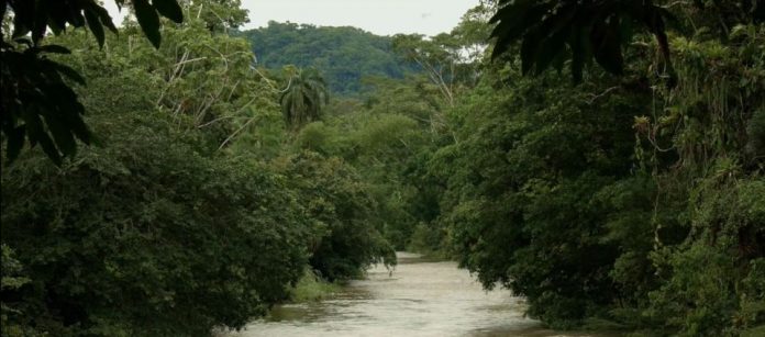 Las Plantas En La Selva Tropical Y Su Fauna Ovacen 