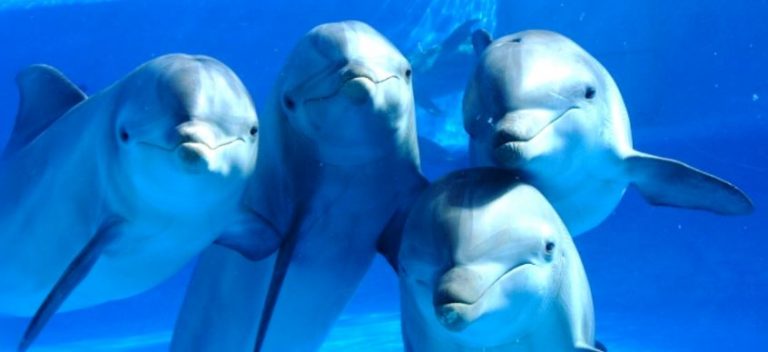 sonido de los delfines