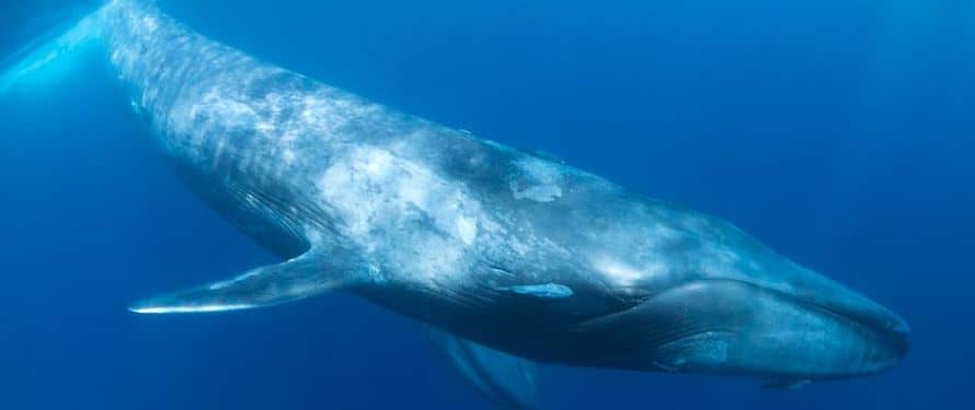 sonidos de las ballenas barbadas