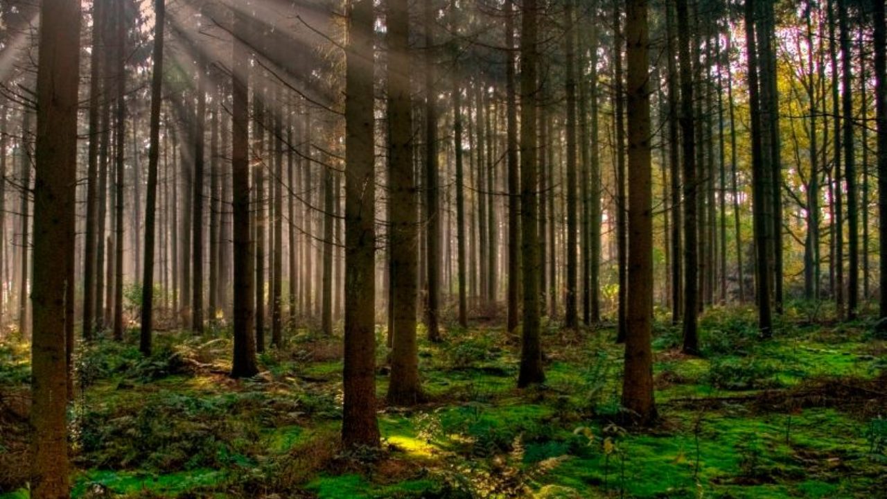 Resultado de imagen para bosques