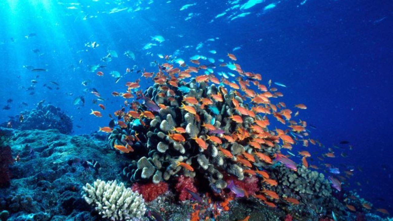 Ecosistemas marinos o oceánicos de agua salada | OVACEN