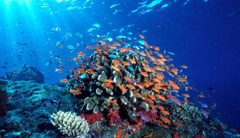 ecosistemas marinos