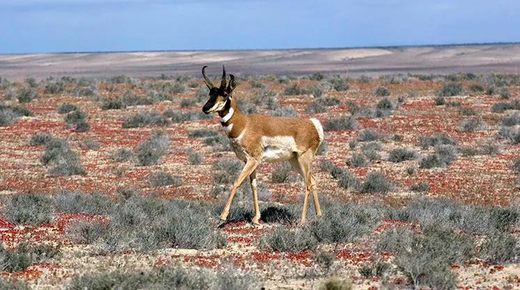 Desierto Clima Flora Fauna Y Caracteristicas Ovacen