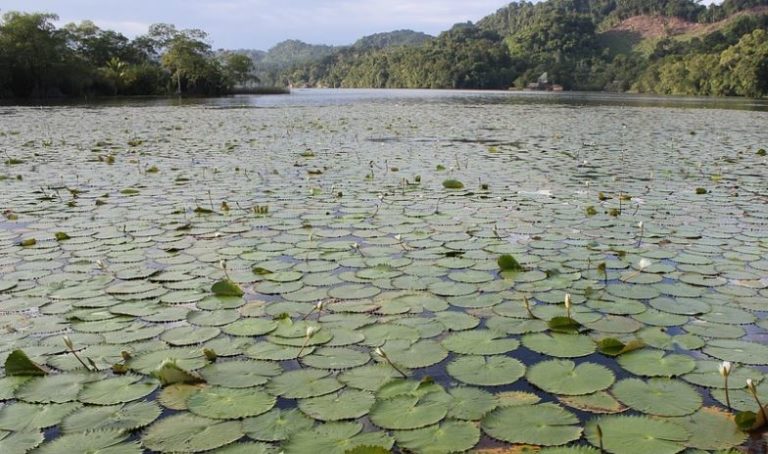 Ecosistemas Acu Ticos Tipos Flora Fauna Y Caracter Sticas Ovacen