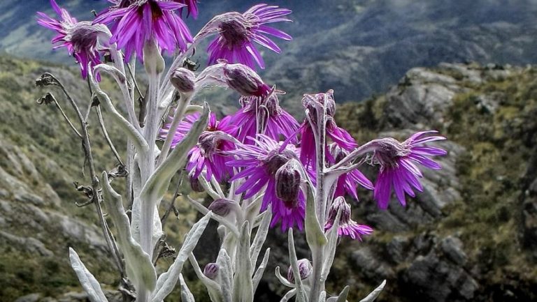 Páramo Clima Flora Fauna Y Características Ovacen