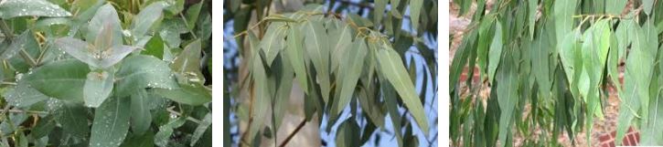 planta del eucalipto