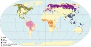 Bosque; Qué Son, Ubicación Geográfica Y Tipos De Bosques | OVACEN