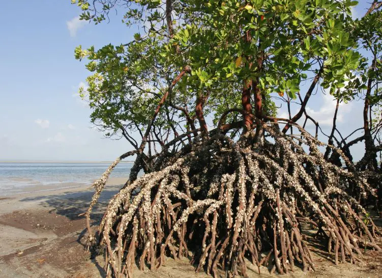 Manglar; Qué es, fauna y tipos de manglares | OVACEN