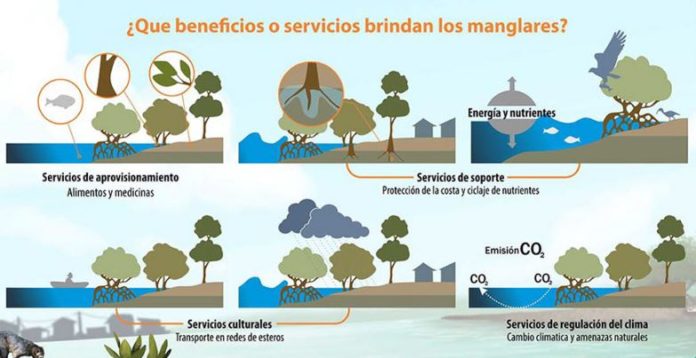 Manglar; Qué Es, Fauna Y Tipos De Manglares | OVACEN