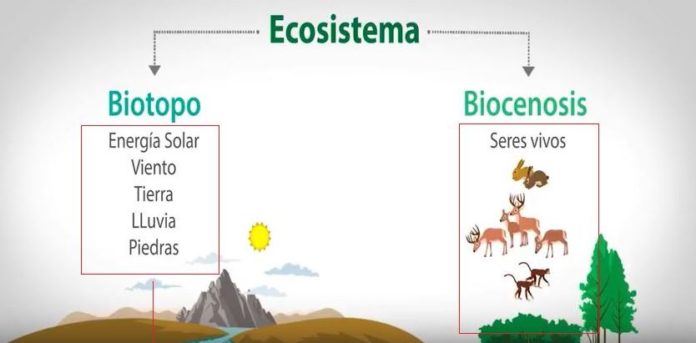 Biocenosis Qués Es Tipos Componentes Y Ejemplos Ovacen 1181