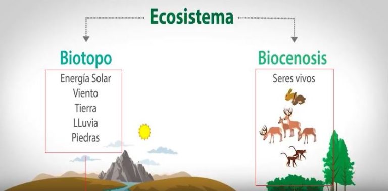 Biocenosis Qués Es Tipos Componentes Y Ejemplos Ovacen 8463