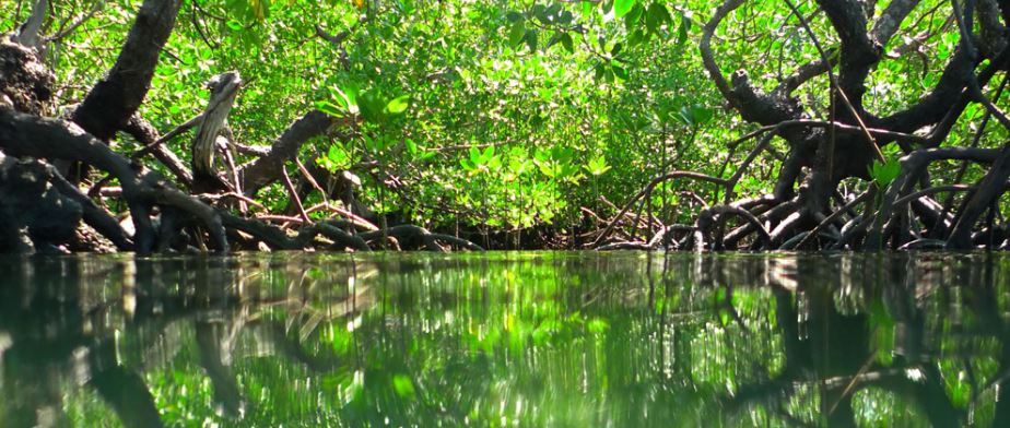 bosque manglar