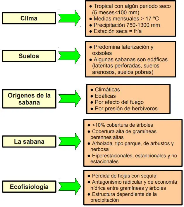 Sabana Tipos Clima Flora Fauna Y Caracteristicas Ovacen