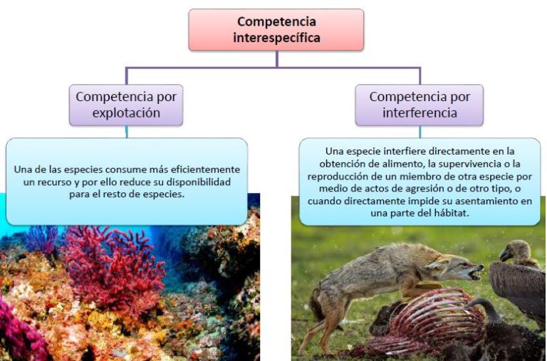 Exemplos De Competicao Interespecifica