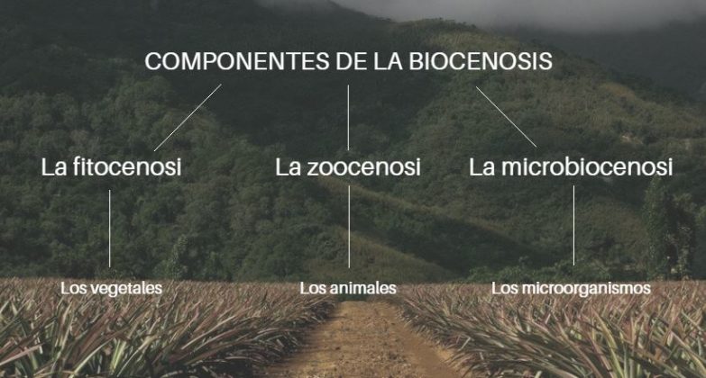 Biocenosis; Qués Es, Tipos, Componentes Y Ejemplos | OVACEN