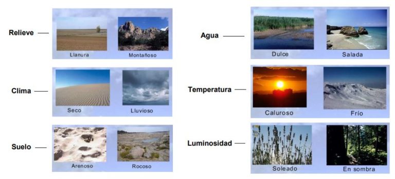 Biotopo Qués Es Tipos Componentes Y Ejemplos Ovacen