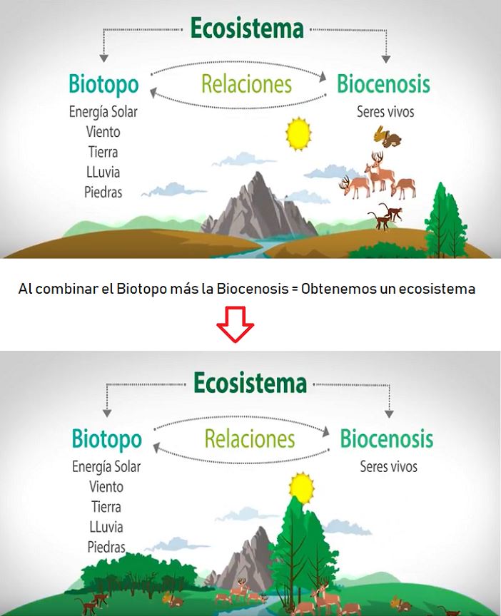 Modelos matemáticos para explicar la actividad de los ecosistemas Concepto-de-ecosistema
