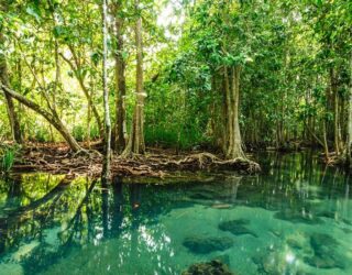 Manglar; Qué es, fauna y tipos de manglares