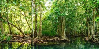 ecosistema manglar