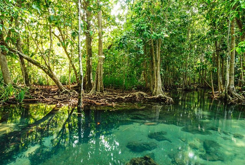 Manglar; Qué es, fauna y tipos de manglares | OVACEN