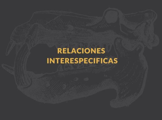 Relaciones Interespecíficas Qué Es Tipos Y Ejemplos Ovacen 1854