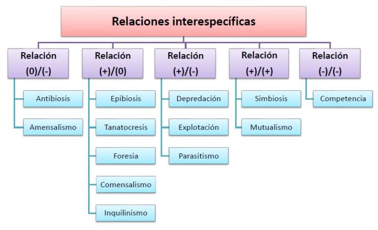 Relaciones Interespecíficas Qué Es Tipos Y Ejemplos Ovacen 3023