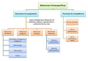 Relaciones Intraespecíficas; Qué Es, Tipos Y Ejemplos | OVACEN