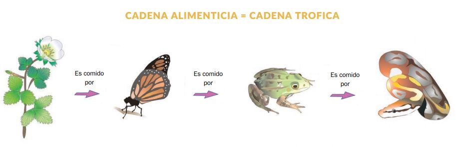 cadena alimenticia o cadena trÃ³fica