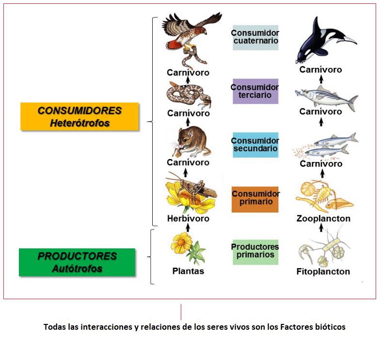 Inmuebles pájaro Encommium Cadena alimenticia y red trófica; terrestres y acuáticas | OVACEN