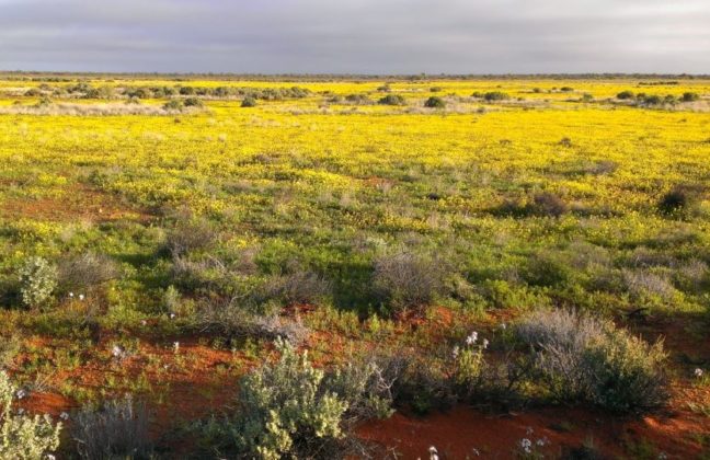 Tundra; Clima, fauna, flora y sus características | OVACEN