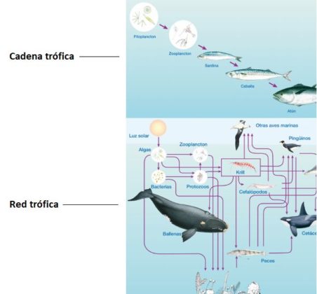 Cadena Alimenticia Y Red Tr Fica Terrestres Y Acu Ticas Ovacen