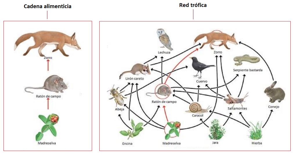 cadena alimenticia de los descomponedores