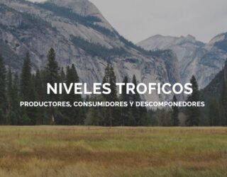 Niveles tróficos: Productores, consumidores y descomponedores