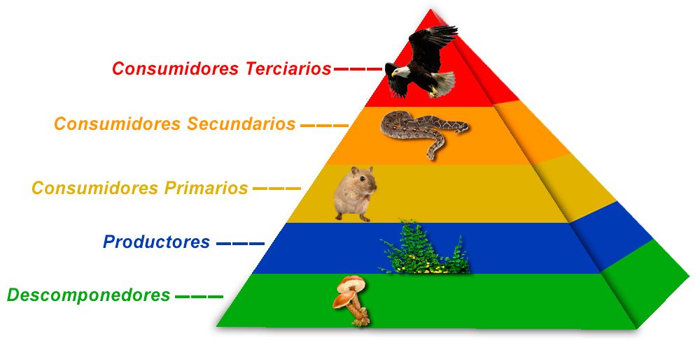 Cadena alimenticia y red trófica terrestres y acuáticas OVACEN