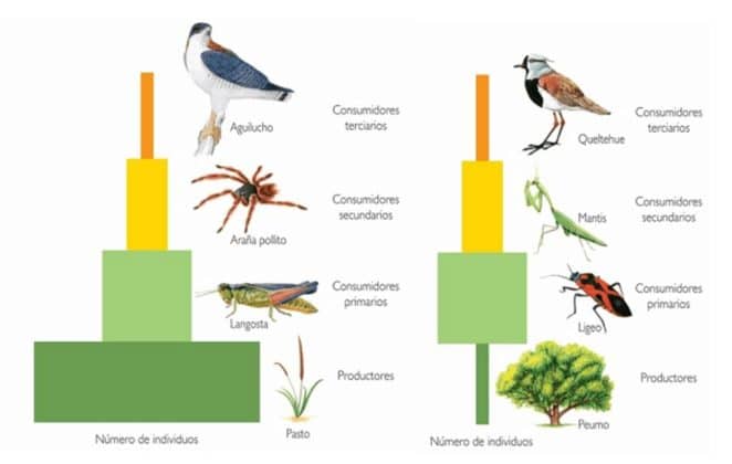 Pirámide Trófica O Ecológicas Y Tipos; De Energía, De Biomasa Y Números