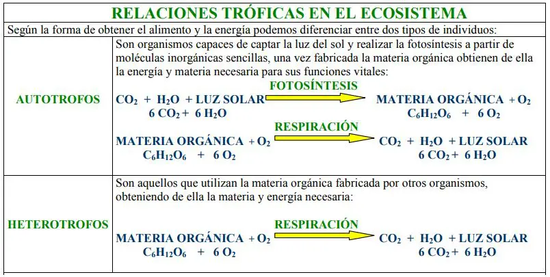 Cadena Alimenticia Y Red Trofica Terrestres Y Acuaticas Ovacen