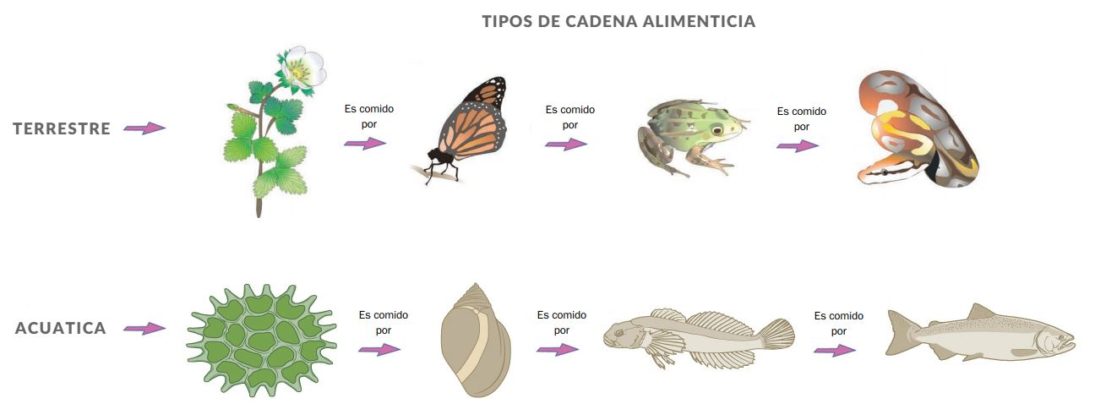 Cadena alimenticia y red trófica; terrestres y acuáticas OVACEN