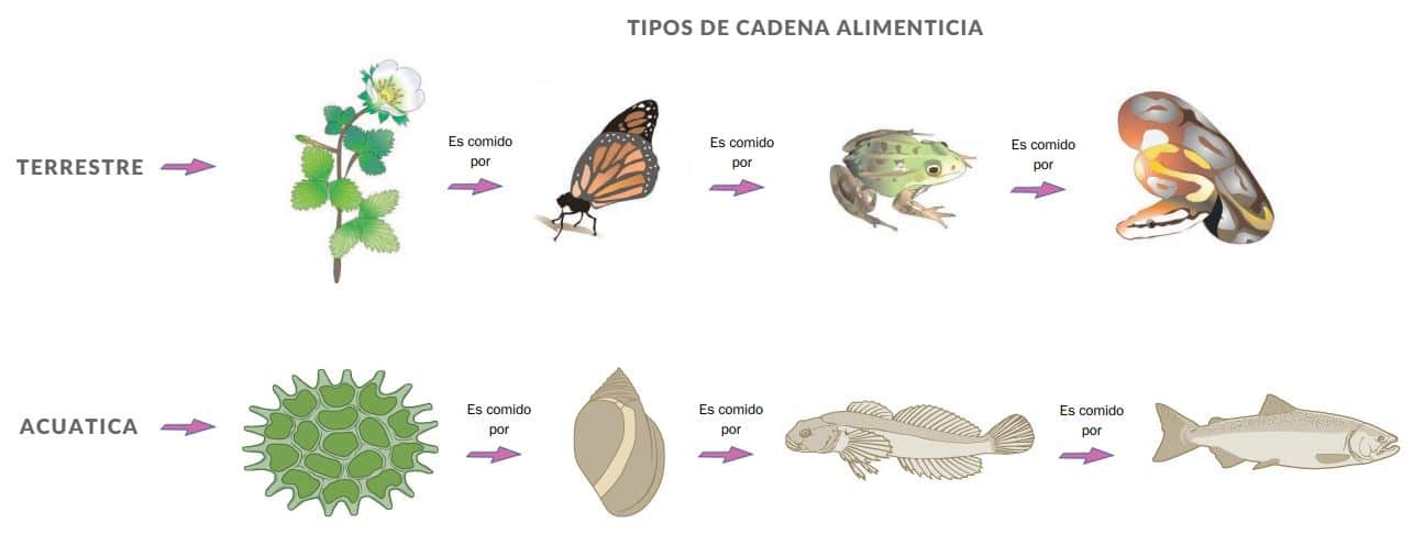 Diferencia Entre Cadena Alimenticia Y Red Trofica Para Niños