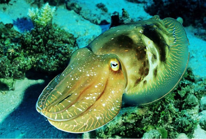 animales de mar cambian color