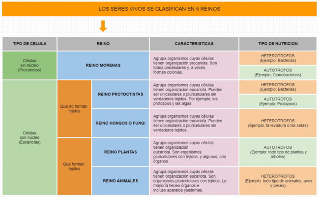 Clasificación De Los Seres Vivos 5798