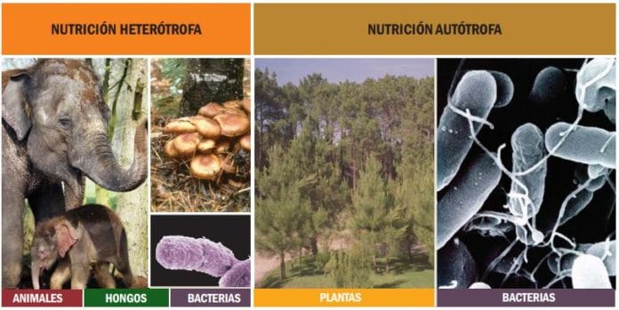 Heterótrofos Qué Organismos Son Nutrición Clasificación Ejemplos 8483