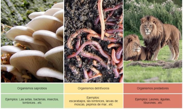 Heterótrofos; Qué organismos son, nutrición, clasificación, ejemplos