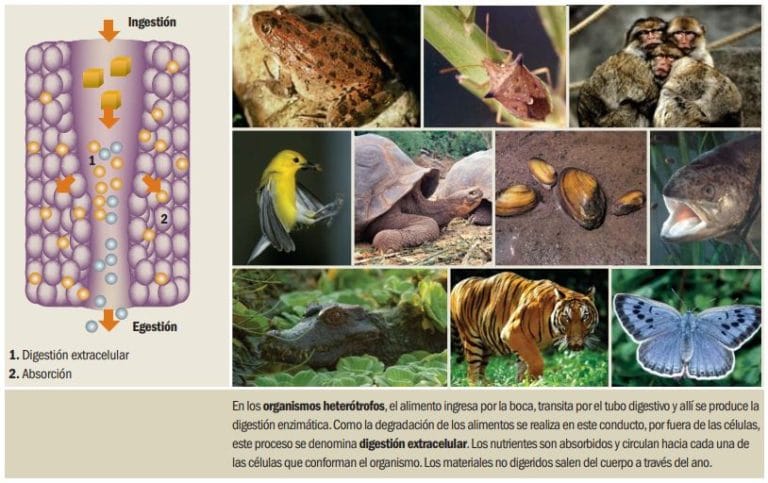 Heterótrofos Qué Organismos Son Nutrición Clasificación Ejemplos 