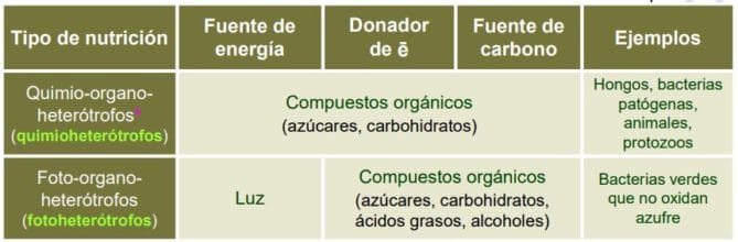 Heterótrofos Qué Organismos Son Nutrición Clasificación Ejemplos 9764