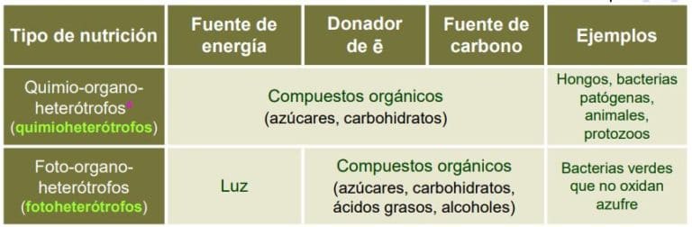 Heterótrofos Qué Organismos Son Nutrición Clasificación Ejemplos 4001